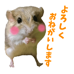 [LINEスタンプ] オブトアレチネズミ ききょうのスタンプ