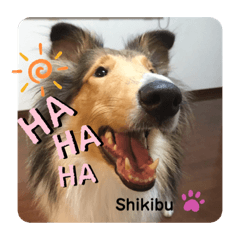 [LINEスタンプ] ラフコリーShikibu part4