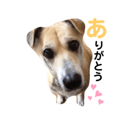 [LINEスタンプ] しろたびちゃんスタンプ♡