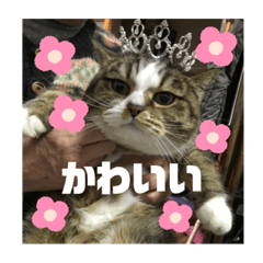 [LINEスタンプ] ニャンニャコニャンニャン
