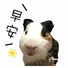 [LINEスタンプ] ドドちゃん