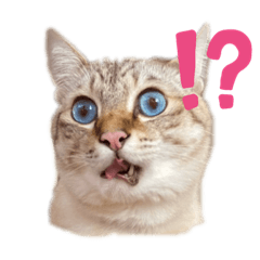 [LINEスタンプ] ぎんぎんのスタンプ