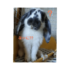 あにまるざ