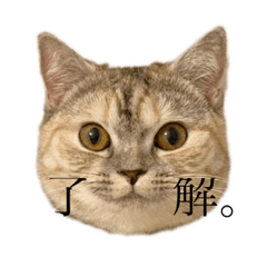 [LINEスタンプ] 猫のジョルノ