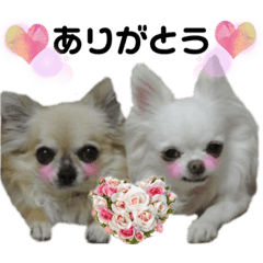 [LINEスタンプ] ちびまゆちゃんちのワンコたち2