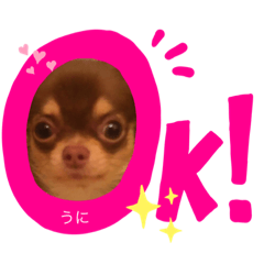 [LINEスタンプ] チワワのうにちゃんinトーキョー