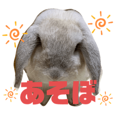 [LINEスタンプ] わがやのラビット