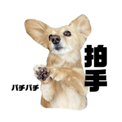 [LINEスタンプ] ダックスすたんぷ2