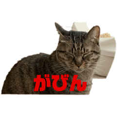 [LINEスタンプ] 流ちゃんず①