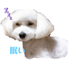 [LINEスタンプ] ロイ丸の日常