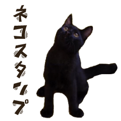 [LINEスタンプ] うちのキャッツ
