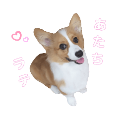 [LINEスタンプ] パピーコーギーラテさん③