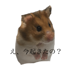 [LINEスタンプ] ハムスター11
