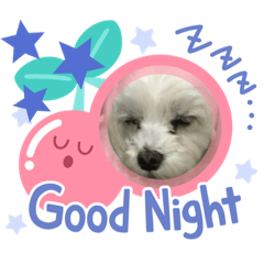 [LINEスタンプ] マルチーズハッピーのスタンプ