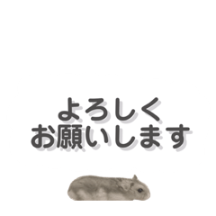 [LINEスタンプ] ハムスターのるびーさん 敬語