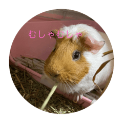 [LINEスタンプ] サクラゃん1.
