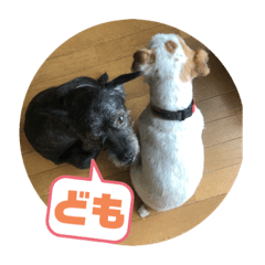 [LINEスタンプ] ふつーの犬おっつとくうた