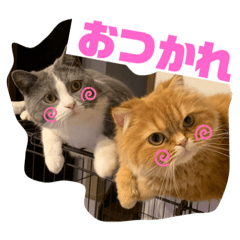[LINEスタンプ] モップ＆ミルク