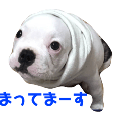 [LINEスタンプ] フレンチブルドックのはるとの日常スタンプ