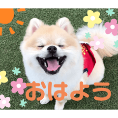 [LINEスタンプ] すたんぷぽん太