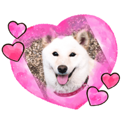 [LINEスタンプ] 我が家の愛犬リン 1