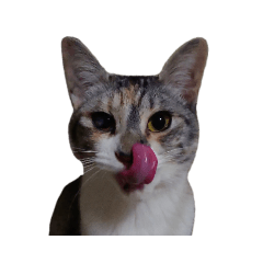 [LINEスタンプ] 組み合わせ自由＊ねこスタンプ ④