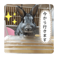 [LINEスタンプ] うさぎのCOCO♂