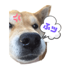 [LINEスタンプ] 我が家のシバちゃん