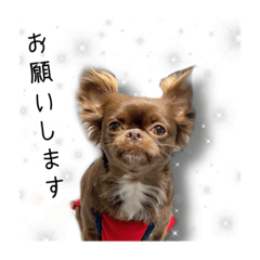 [LINEスタンプ] ココのlifestyle