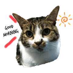 [LINEスタンプ] ねこねこねこいぬうさぎ