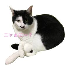 [LINEスタンプ] チョン太郎とプン助