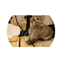 [LINEスタンプ] 我が家のうさぎ！