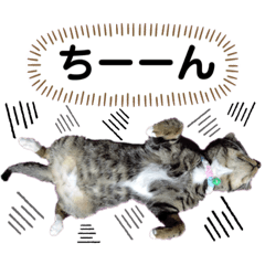 [LINEスタンプ] にゃにゃにゃンズ