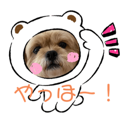 [LINEスタンプ] ペキプー★Chama君 3