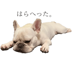 [LINEスタンプ] ダリです。