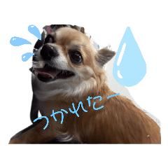 [LINEスタンプ] 犬れお