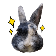 [LINEスタンプ] うさぎのテオくん。