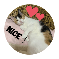 [LINEスタンプ] もふもふZOO