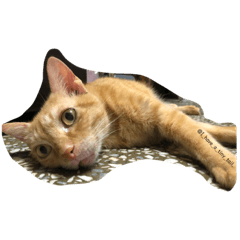 [LINEスタンプ] I have a tiny tail.