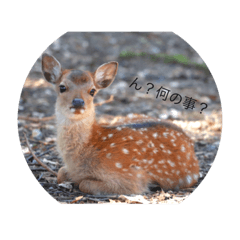 [LINEスタンプ] 動物の気持ちでは無い