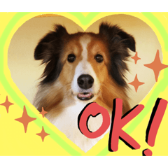 [LINEスタンプ] シェルティのラスティ