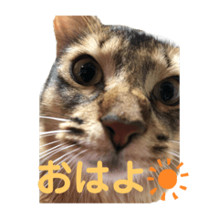 [LINEスタンプ] お猫様nyan’s 2！