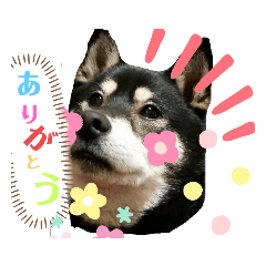 [LINEスタンプ] わが家のアイドル     おまめさん