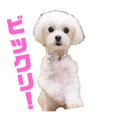 [LINEスタンプ] マル^_^チーズ