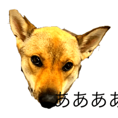 [LINEスタンプ] れしチャンネルのララスタンプ！