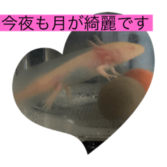 [LINEスタンプ] ウーパールーパーの憂白さんパート2