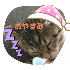 [LINEスタンプ] 子猫のみー