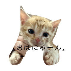[LINEスタンプ] 虎雄とチャトラ