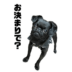 [LINEスタンプ] プチブラのBG1