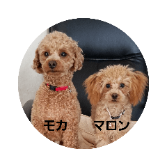 [LINEスタンプ] トイプードルのモカとマロン